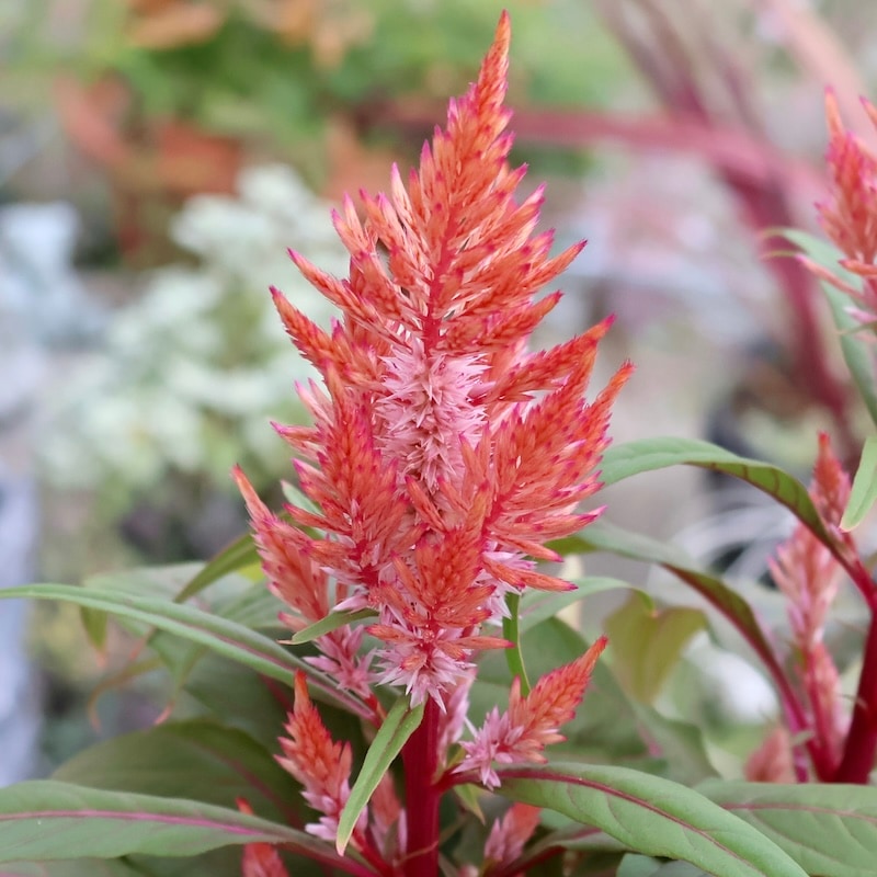 画像の現品いずれか☆ゲブラさん生産のケイトウ「霧島の秋」アプリコット系