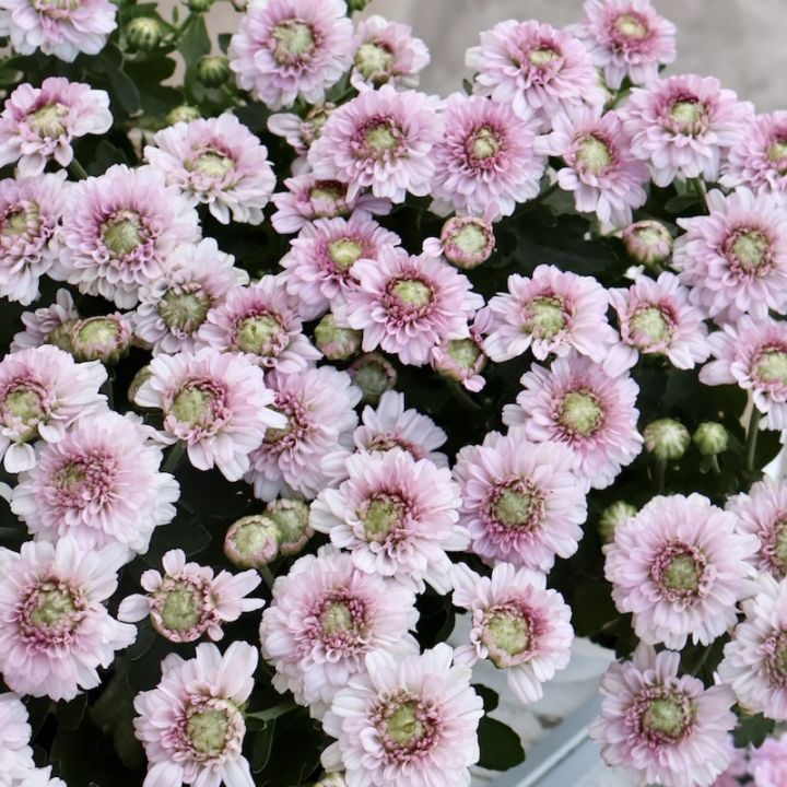 超良株入荷♪クリサンセマム・アラモード「ピンク」(3.5号ポット)