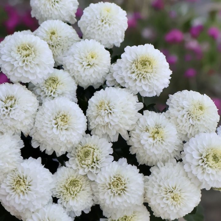 超良株入荷♪クリサンセマム・アラモード「ホワイト」