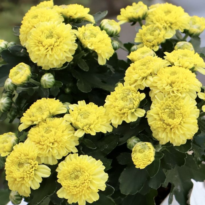 現品!! クリサンセマム・アラモード「イエロー」(3.5号ポット)