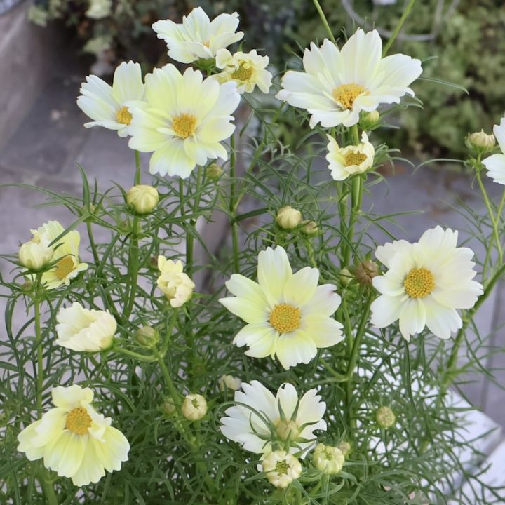 大苗❤️美苗✨ピンクオパリナ錦✨ Amazon｜ハッピーガーデン 花苗 シレネ ピンクパンサー 1鉢 3