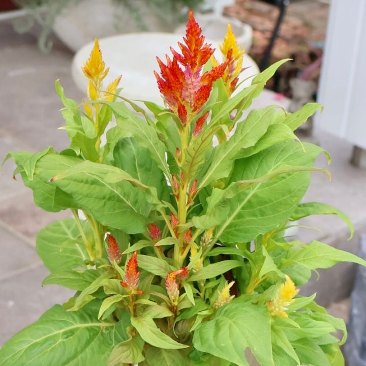 画像の現品1点限り☆ゲブラさん生産のケイトウ「霧島の秋」グリーンキメラ系SP1