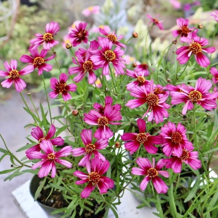 ゲブラさんの2025年秋新品種☆コレオプシス・タンゴレユール「ガーネット」1番