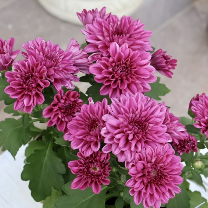 りくようマム マム・菊 | 取扱商品 | 株式会社ノムラ