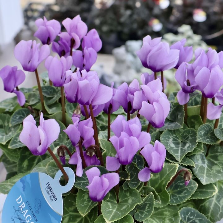 2025年秋NEW☆安心の生産者より☆青いシクラメン・ドラゴン「ライトブルー」