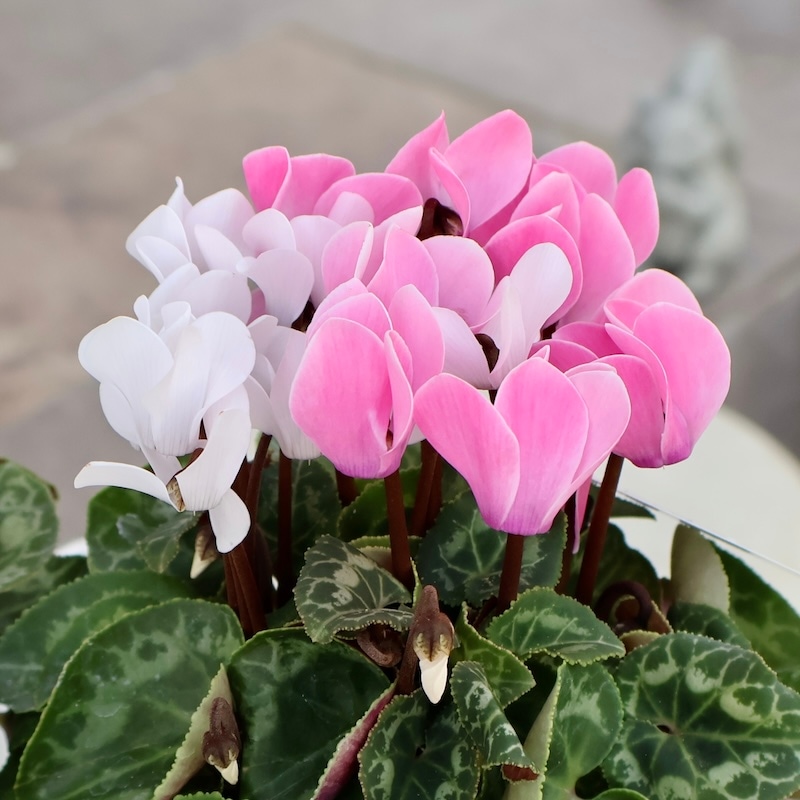 可愛いNEWカラー☆2色植えのガーデンシクラメン「フェスタ」8番