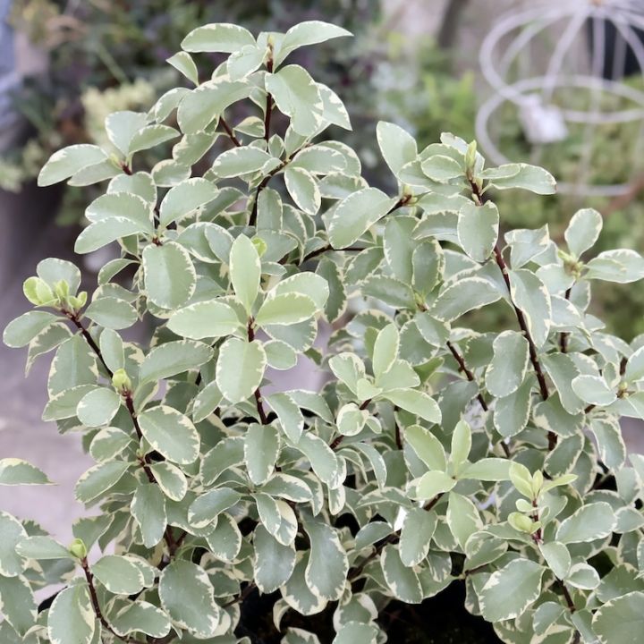 寄せ植えにオススメ♪2株植え☆ピットスポルム「バリエガータ」