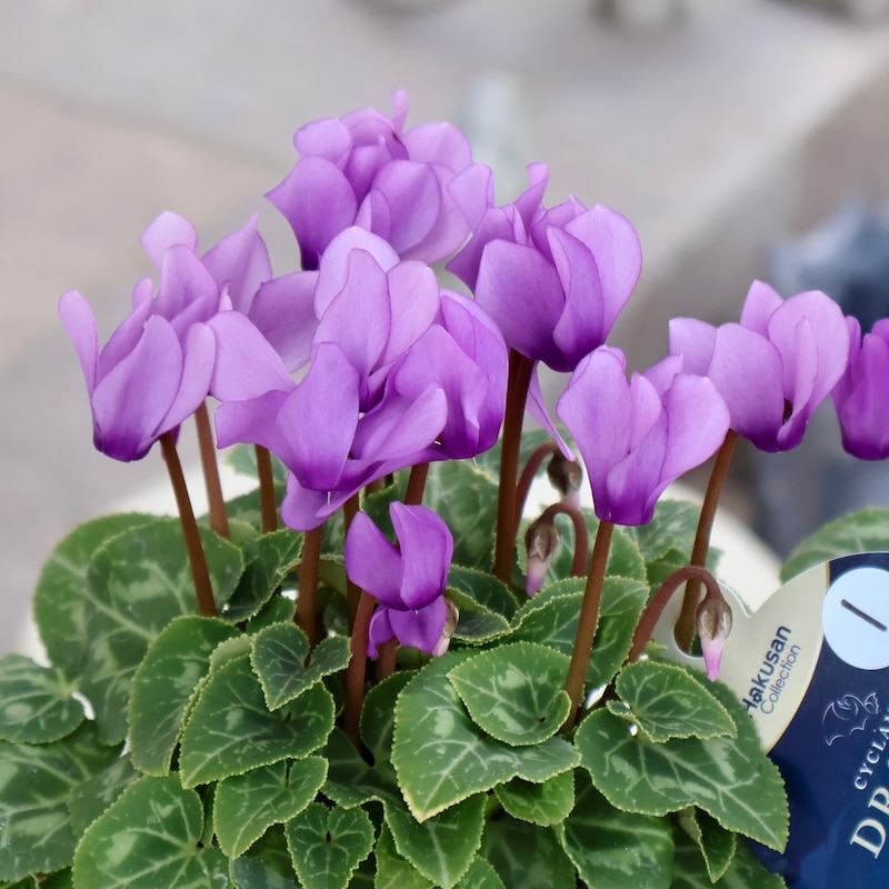 《画像の現品》2025年秋NEW☆安心の生産者より☆青いシクラメン・ドラゴン「ディープブルー」1番