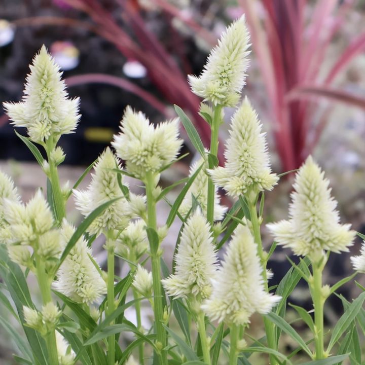 2025年新品種☆秋の寄せ植えに♪セロシア・メリダ「ホワイト」(3.5号ポット)