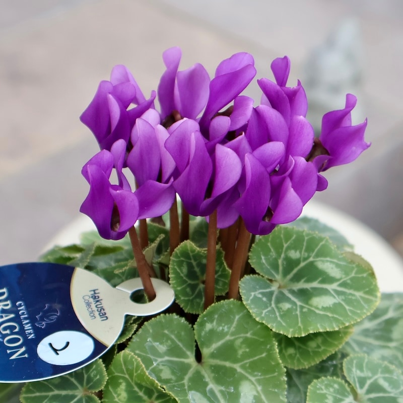 2025年秋NEW☆安心の生産者より☆青いシクラメン・ドラゴン「ディープブルー」2番