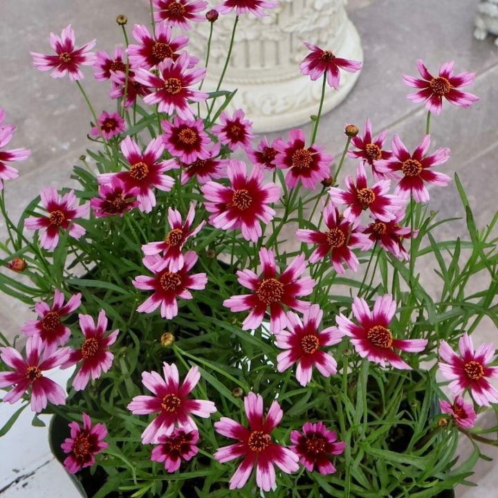 ゲブラさんの2025年秋新品種☆コレオプシス・タンゴレユール