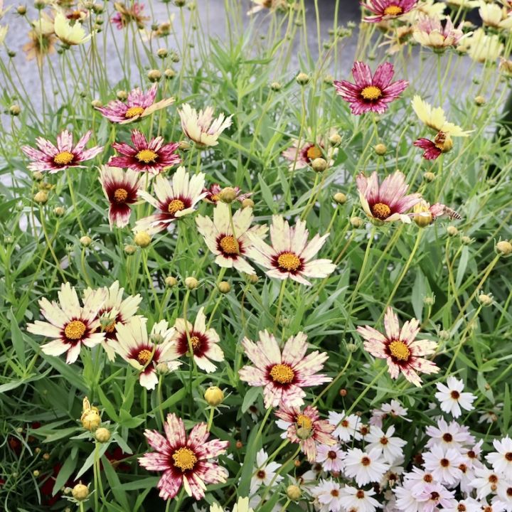 ゲブラさんの2025年秋新品種☆コレオプシス・タンゴレユール「レッドシフト」