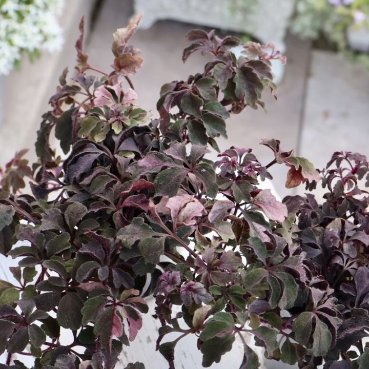 NEW☆斑入りミカニア・デンタータ「ファントム」