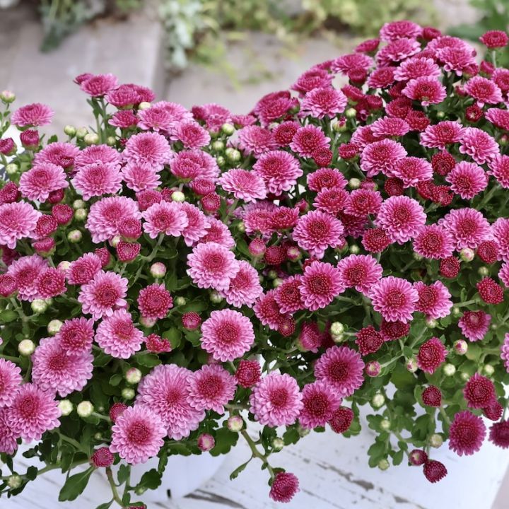 2025年NEW☆ガーデンマム・アレクシア「ピンク」(3.5号ポット)