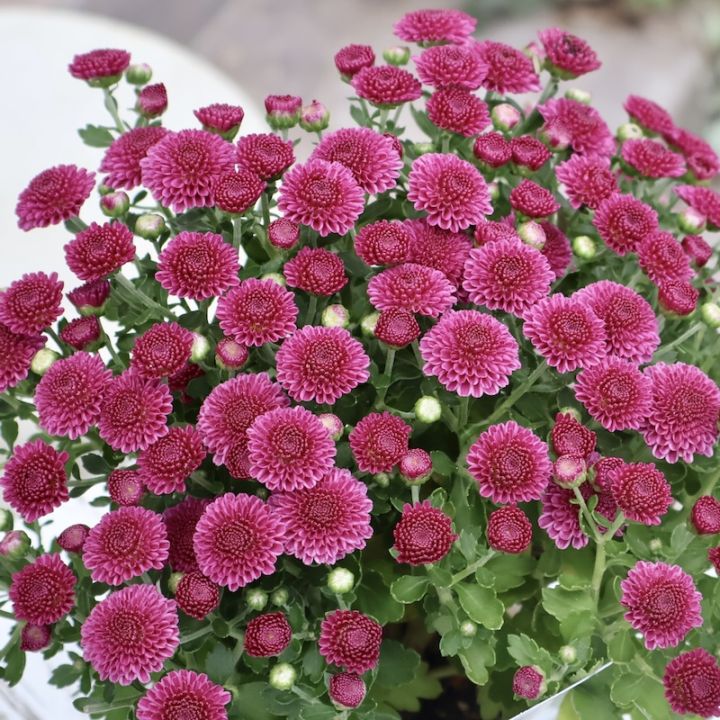 2025年NEW☆ガーデンマム・アレクシア「パープル」(3.5号ポット)