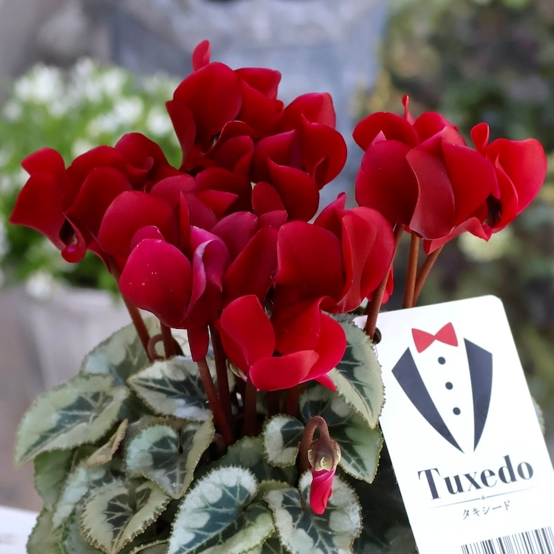 NEW☆高貴な雰囲気♪ガーデンシクラメン「タキシード」