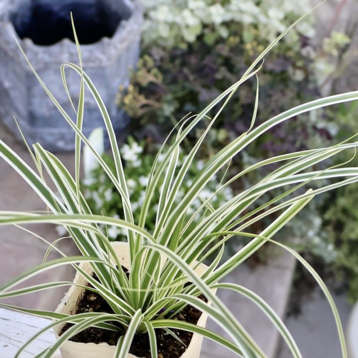 寄せ植えにオススメ♪カレックス・オシメンシス「エヴェレスト」