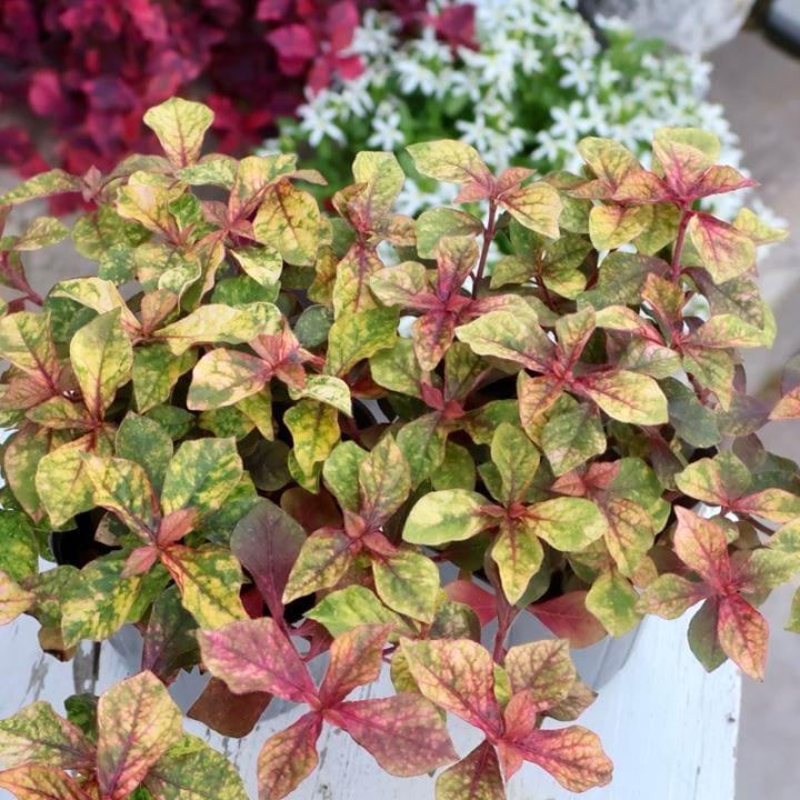 寄せ植えに秋色リーフ♪アルテルナンテラ「マーキュリー」