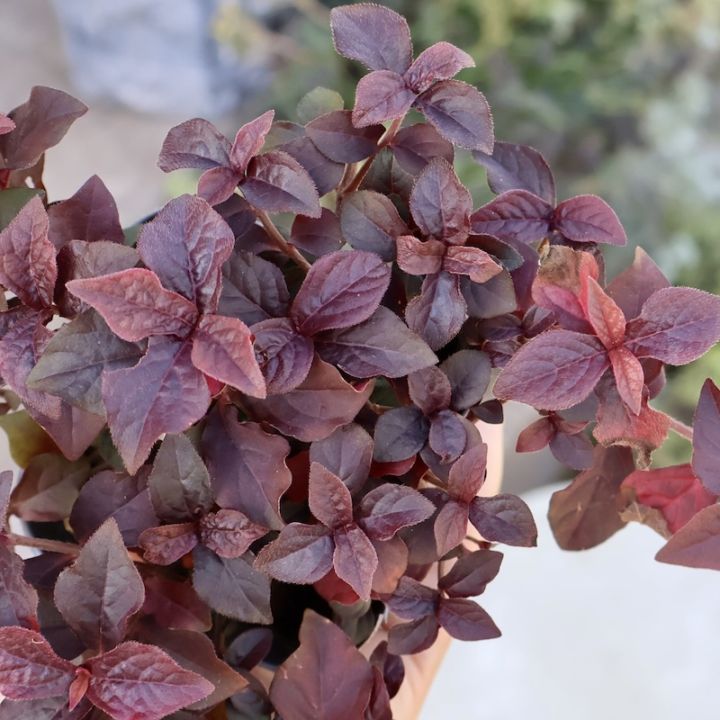 寄せ植えに秋色リーフ♪アルテルナンテラ「ジュピター」