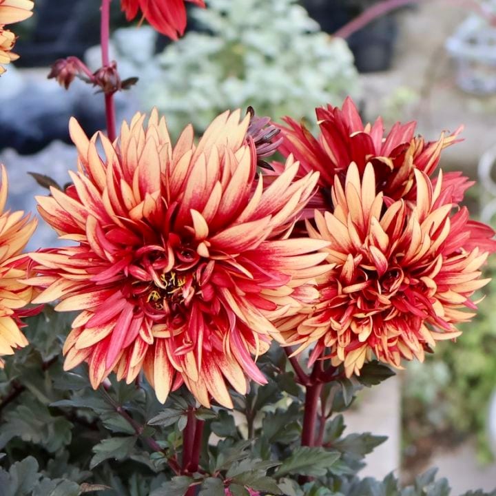 感動の美しさ♪特大株のダリア・ラベラグランデ「チョコレートアンバー」(3.5号ロングポット)