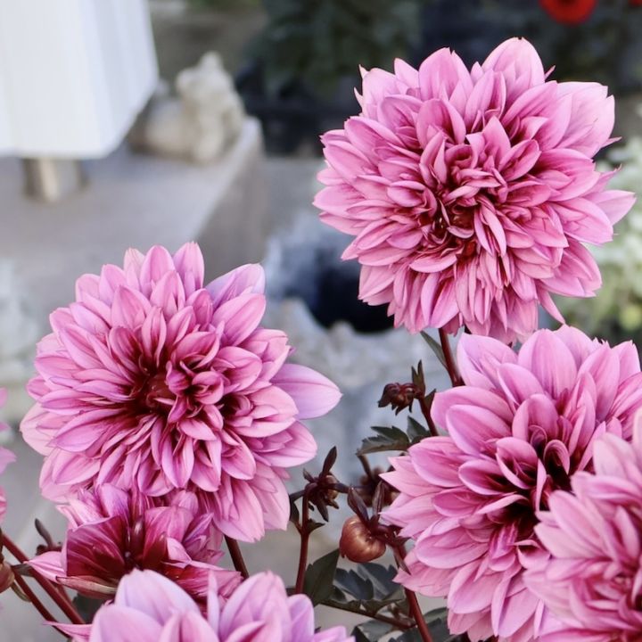 感動の美しさ♪特大株のダリア・ラベラグランデ「チョコレートローズ」(3.5号ロングポット)