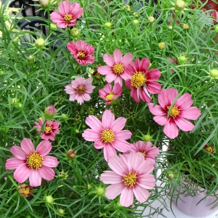 良苗入荷♪2から4本植え☆コスモス「アンティキティ」(3号ロングポット)