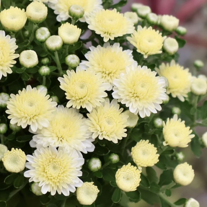 2025年NEW☆ガーデンマム・アレクシア「ホワイト」(3.5号ポット)