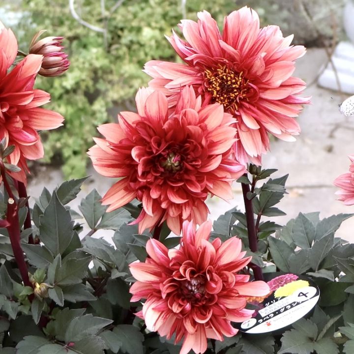 感動の美しさ♪特大株のダリア・ラベラグランデ「チョコレートアプリコット」(3.5号ロングポット)