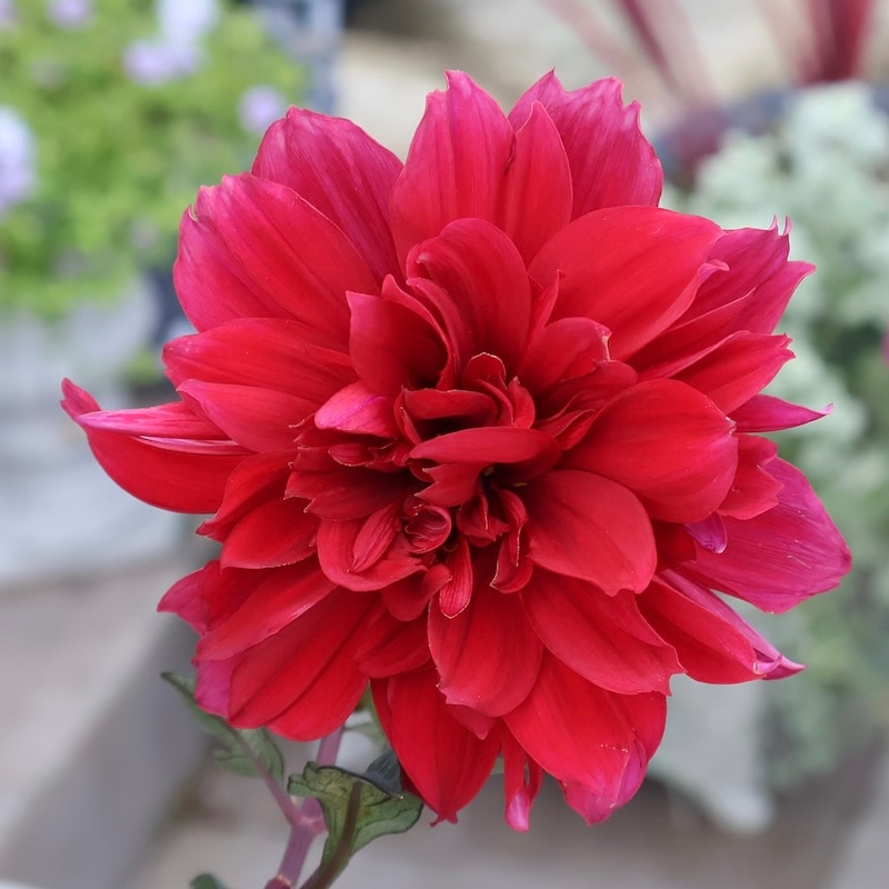 感動の美しさ♪特大株のダリア・ラベラグランデ「チョコレートレッド」(3.5号ロングポット)