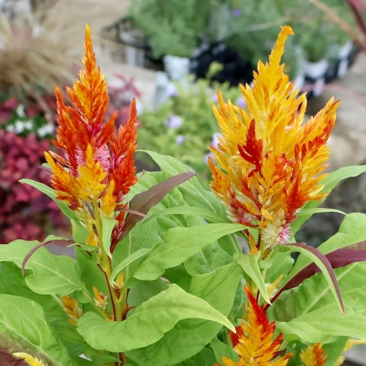 画像の現品1点限り☆ゲブラさん生産のケイトウ「霧島の秋」グリーンキメラ系SP2