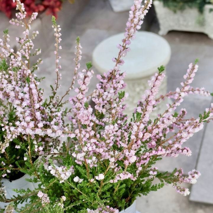 ボリューム満点☆八重咲きカルーナ・ジュエルドロップス・パール（13番)