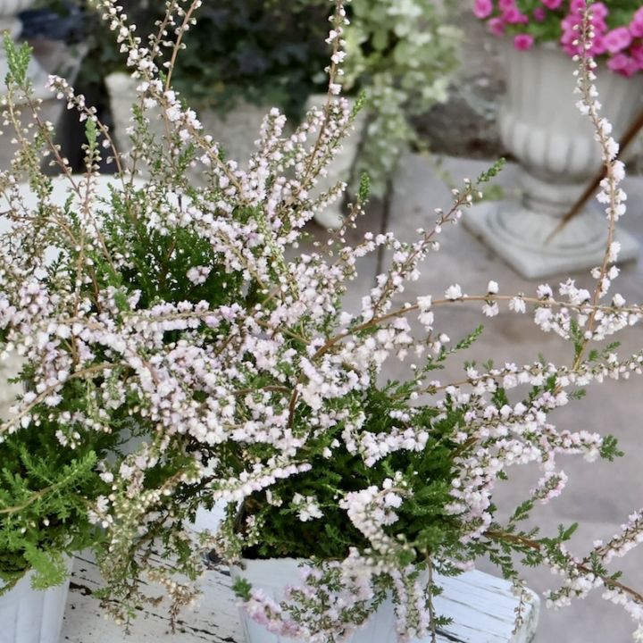 ボリューム満点☆八重咲きカルーナ・ジュエルドロップス・パール（14番)