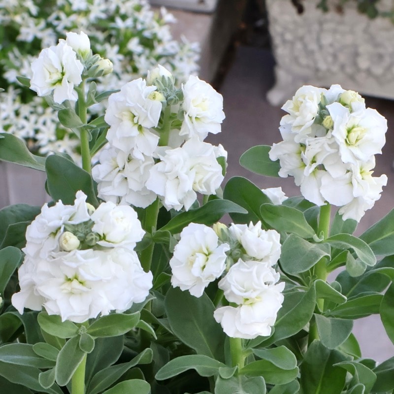 咲き始めの開花株☆八重咲きストック・ベイビー「ホワイト」(3.5号ポット)