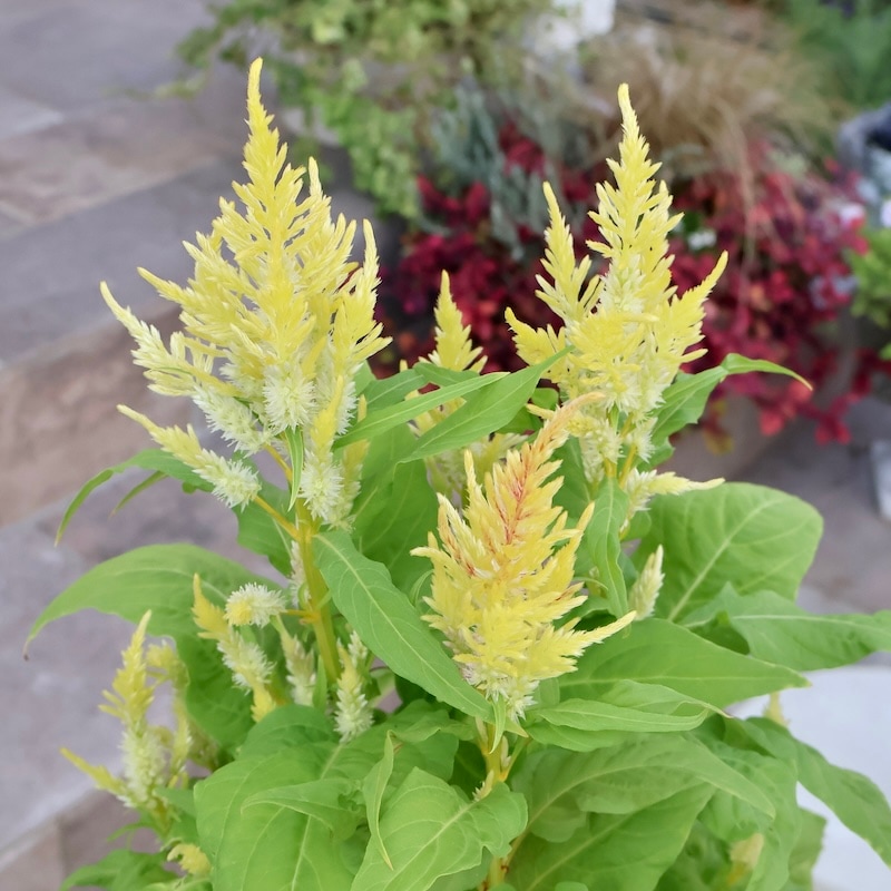 【#丁寧に対応します】南天（白）　マホニア 0.3 2本　斑入りヤブラン3 楽天市場】シンボルツリーの株元に！（半日陰～明るい日陰）和風