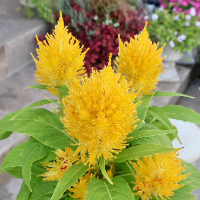 画像の現品1点限り☆ゲブラさん生産のケイトウ「霧島の秋」グリーンキメラ系SP4