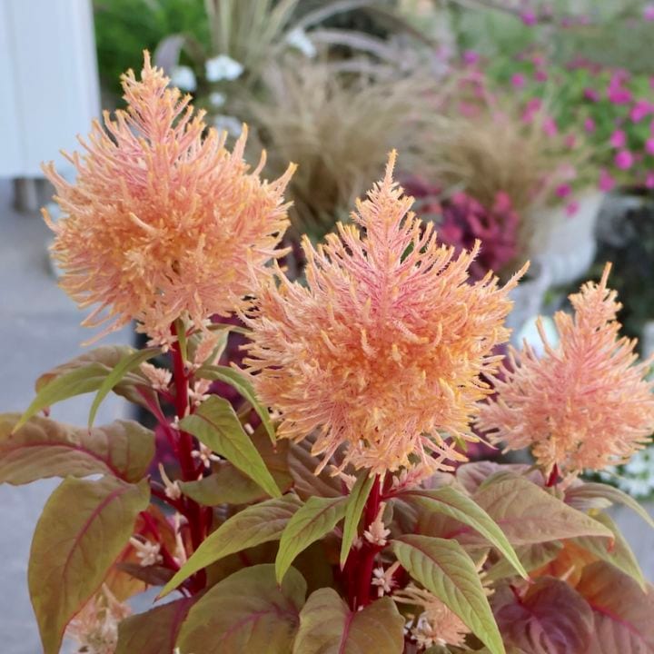 画像の現品1点限り☆ゲブラさん生産のケイトウ「霧島の秋」ベージュ系SP1