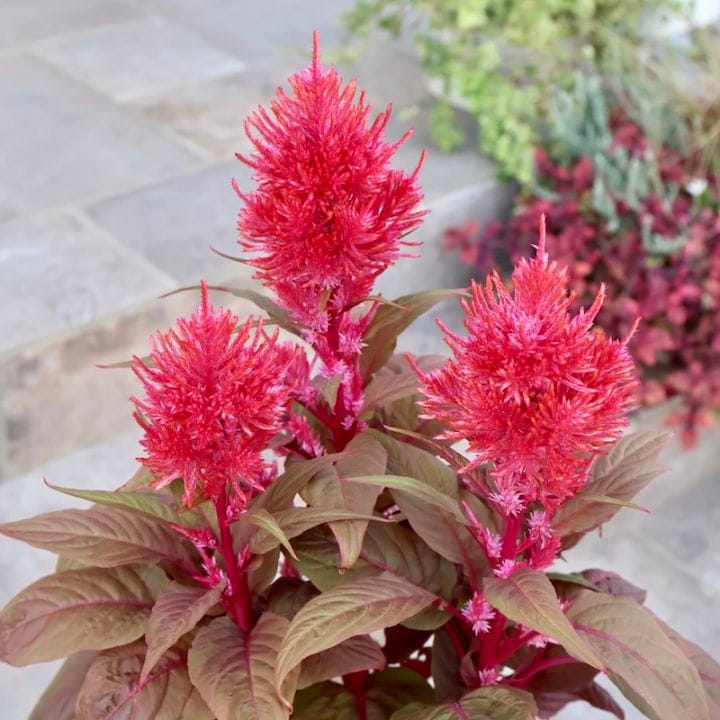 画像の現品1点限り☆ゲブラさん生産のケイトウ「霧島の秋」レッド系SP1