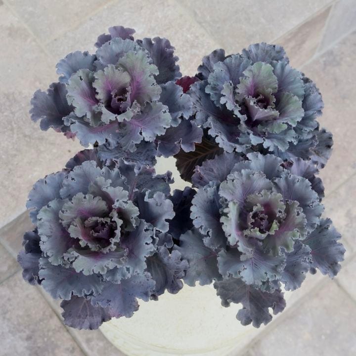 NEW☆ゲブラさんのハボタン「パニエ」