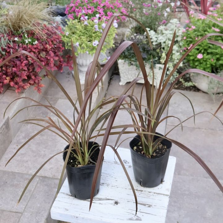 寄せ植えの主木やお庭に♪ニューサイラン「チョコレートクッキー」