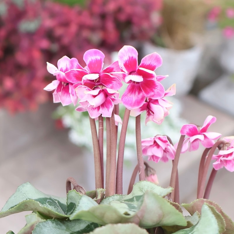 画像の現品☆八重咲きミニシクラメン「メルシー(フェアリーピコ)」＜1＞