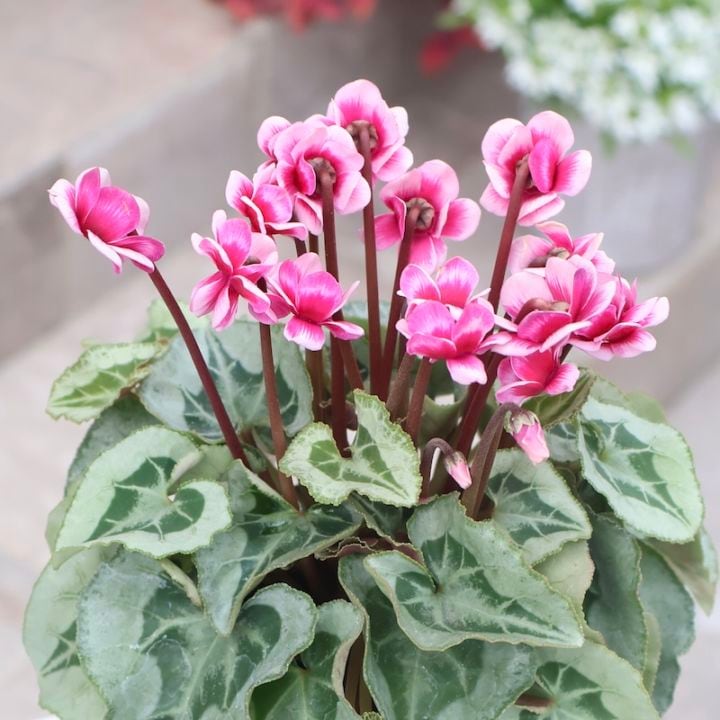 画像の現品☆八重咲きミニシクラメン「メルシー(フェアリーピコ)」＜3＞