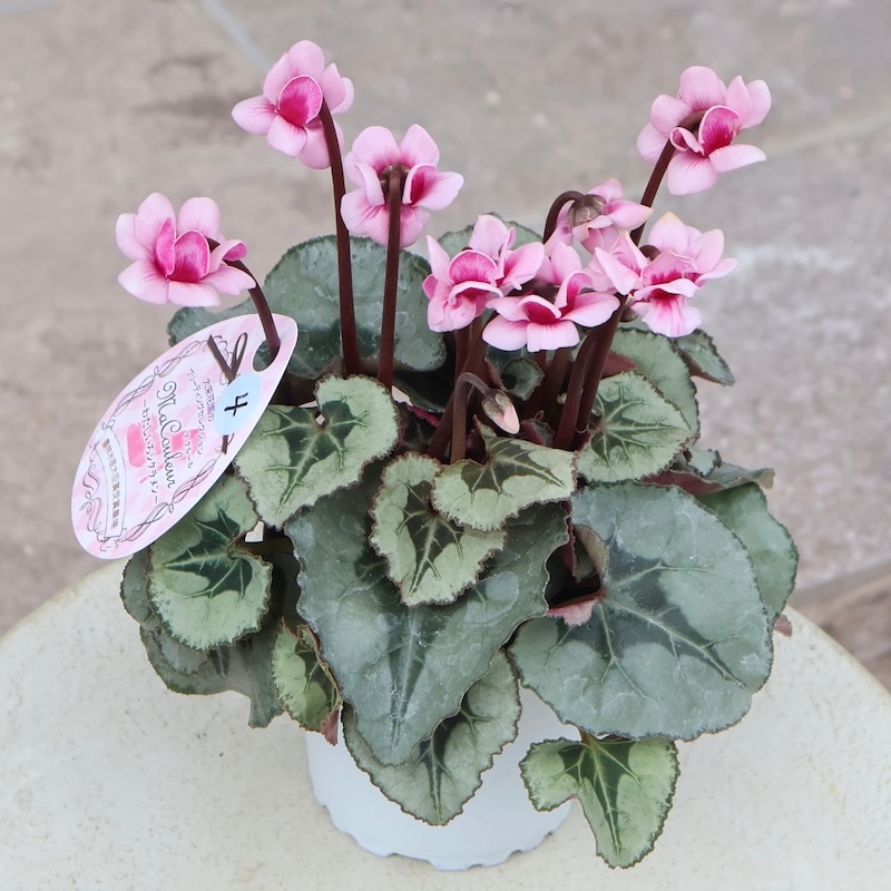 画像の現品☆八重咲きミニシクラメン「メルシー(フェアリーピコ)」＜4＞