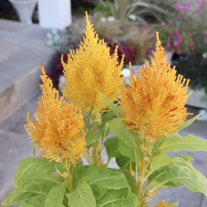 画像の現品1点限り☆ゲブラさん生産のケイトウ「霧島の秋」グリーンキメラ系SP5