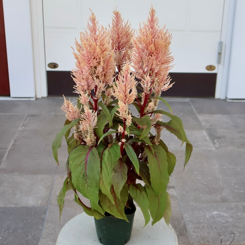 画像の現品1点限り☆ゲブラさん生産のケイトウ「霧島の秋」ベージュ系SP2