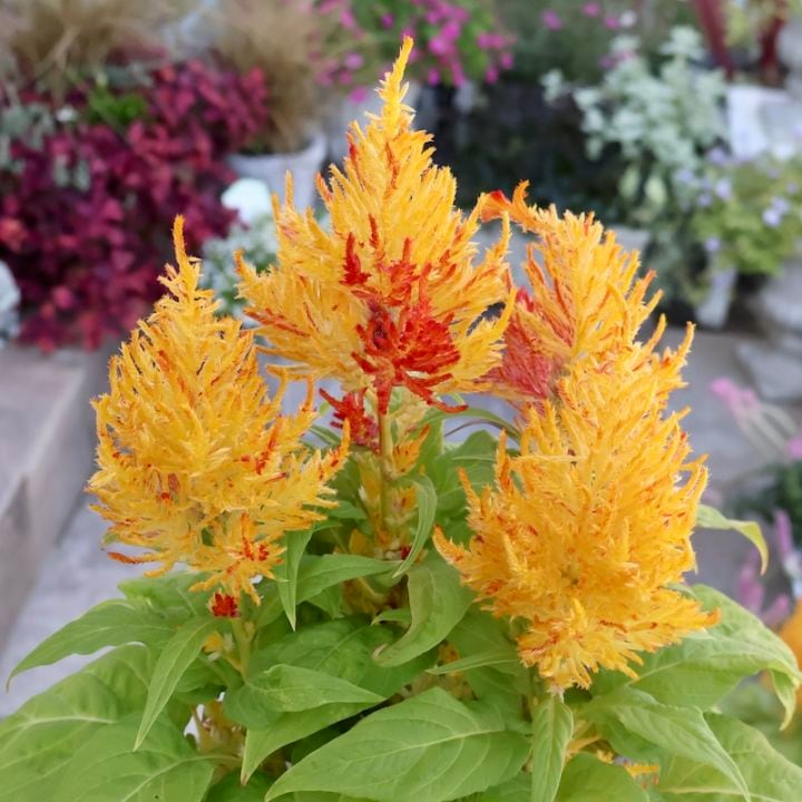 画像の現品1点限り☆ゲブラさん生産のケイトウ「霧島の秋」グリーンキメラ系SP6