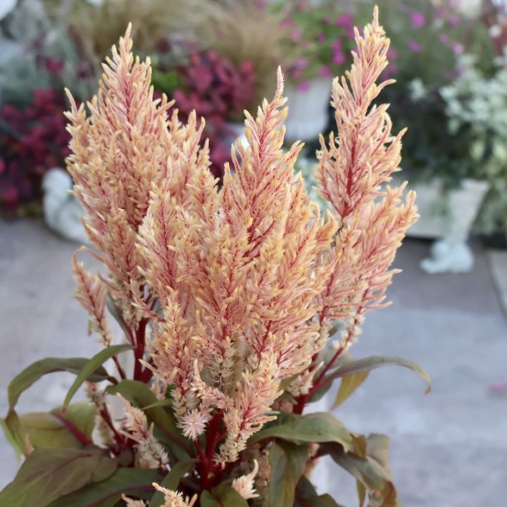 画像の現品1点限り☆ゲブラさん生産のケイトウ「霧島の秋」ベージュ系SP3