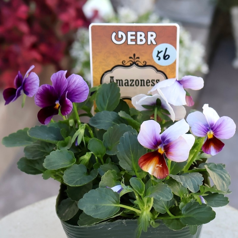 画像の現品1点限り☆ゲブラさん育種の個性派ビオラ「アマゾネス」56番