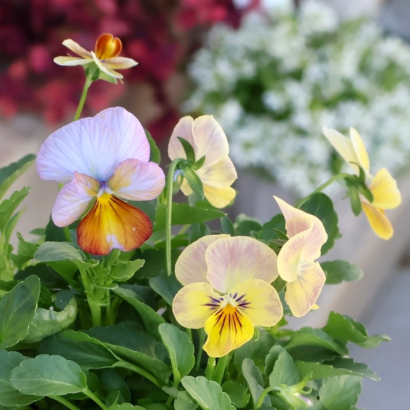 画像の現品1点限り☆ゲブラさん育種の個性派ビオラ「アマゾネス」57番