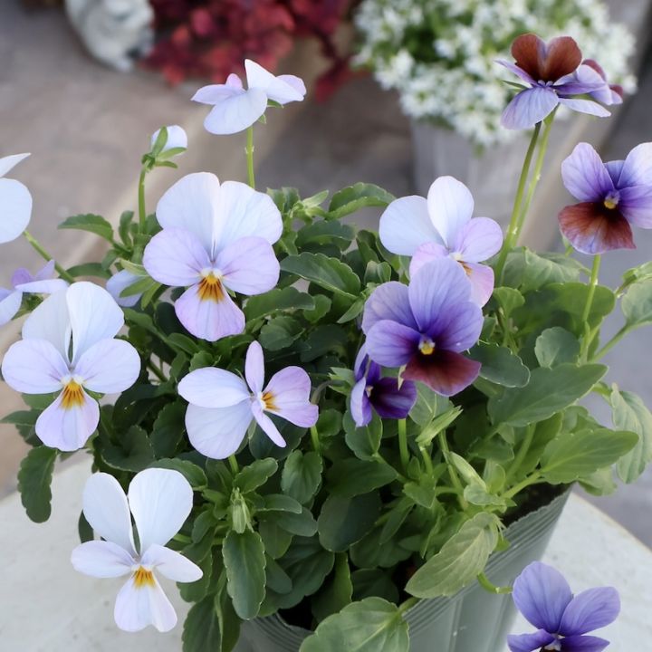 画像の現品1点限り☆ゲブラさん育種の個性派ビオラ「アマゾネス」58番