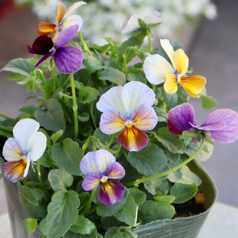 画像の現品1点限り☆ゲブラさん育種の個性派ビオラ「アマゾネス」59番